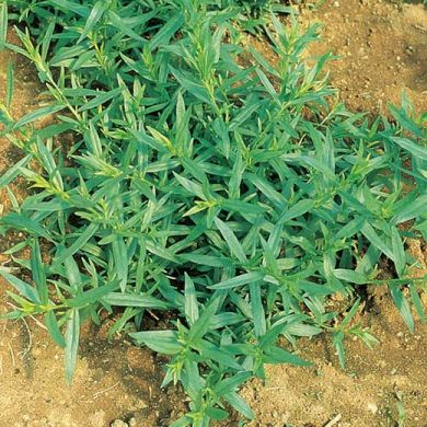 DRAGONCELLO (Artemisia dracunculus) - Semi