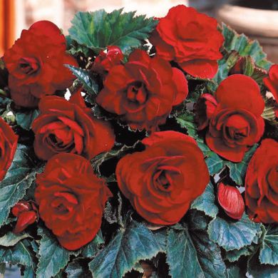 BEGONIA DOPPIA   ROSSA