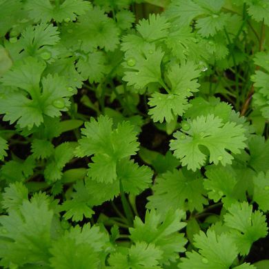 CORIANDER (Coriandrum sativum)