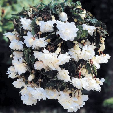 BEGONIA PENDULA GIGANTE A FIORI RICADENTI BIANCHI