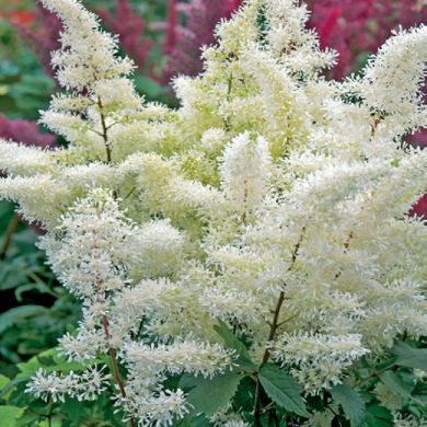ASTILBE - ROCK AND ROLL-