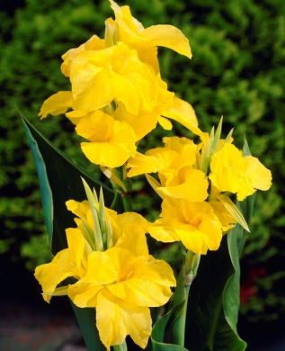 CANNA FIORIFERA A FOGLIE VERDI -RICHARD WALLACE-