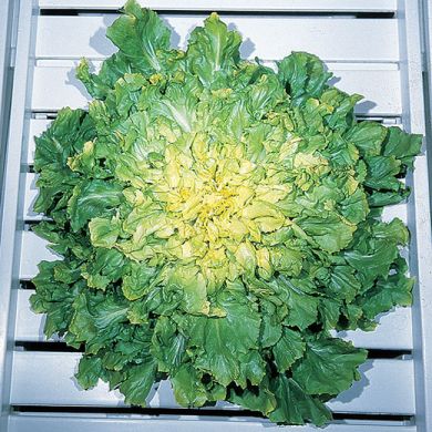 ESCAROLE - GIGANTE DEGLI ORTOLANI - tape seeds