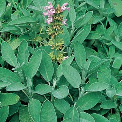 SAGE (Salvia officinalis) 