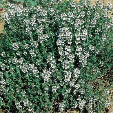 THYME  (Thymus vulgaris)