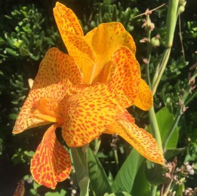 CANNA FIORIFERA A FOGLIE VERDI - EN AVANT -