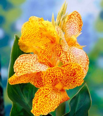 CANNA FIORIFERA A FOGLIE VERDI - EN AVANT -