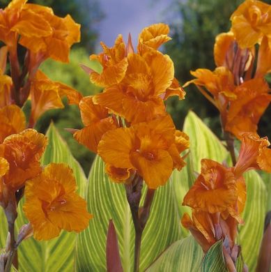 CANNA FIORIFERA A FOGLIE VARIEGATE-PRETORIA-