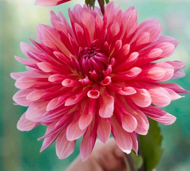  DAHLIA CACTUS - MISSES DUTCH -
