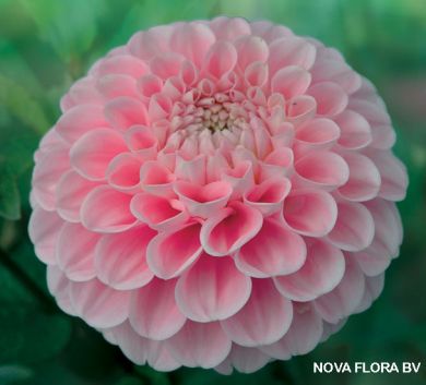 DAHLIA POMPON -WIZARD OF OZ -