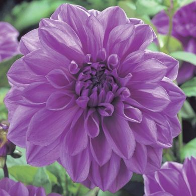 DAHLIA DECORATIVA - LILAC TIME -