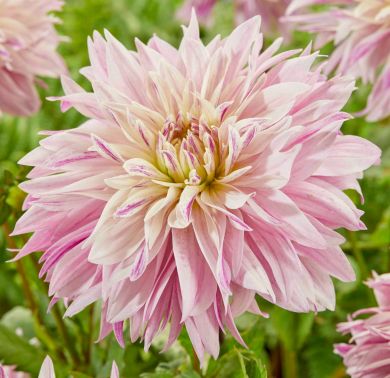DAHLIA DECORATIVA -LABYRINTH TWOTONE-