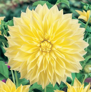 DAHLIA DECORATIVA - KELVIN FLOODLIGHT -