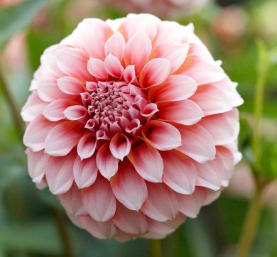 DAHLIA DECORATIVA -PEACHES-