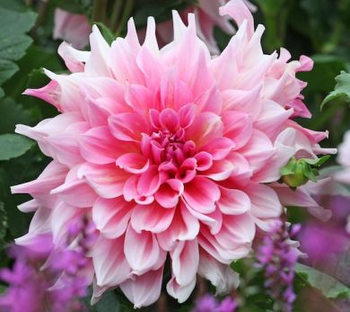 DAHLIA DECORATIVA  -OTTO'S THRILL-