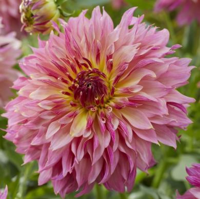 DAHLIA DECORATIVA TOM POUCE