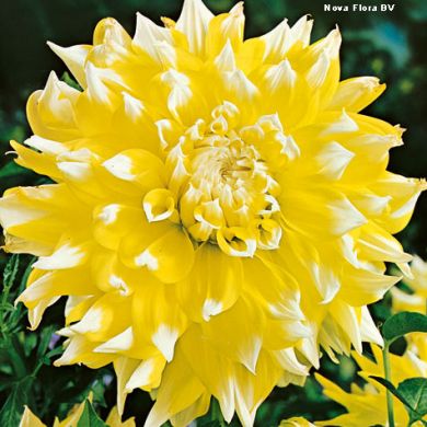DAHLIA DECORATIVA - GRAND PRIX -