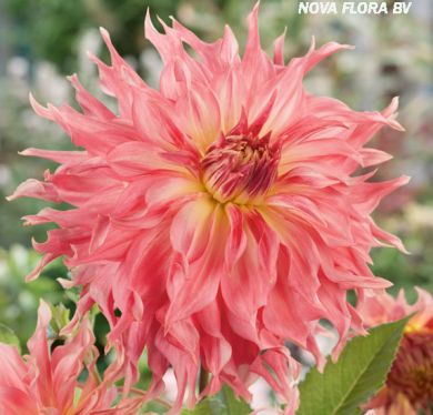 DAHLIA DECORATIVA -PENHILL WATERMELON-