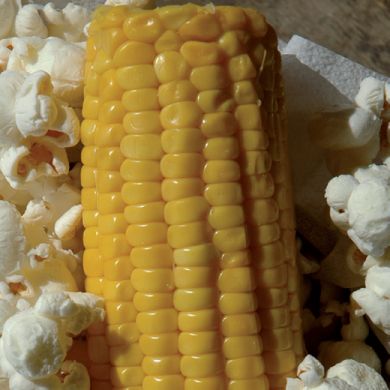 MAIS -EVERTA- per Pop corn
