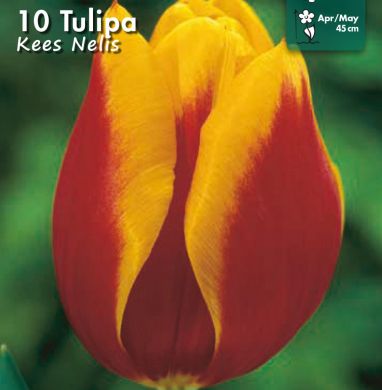 TULIPANO TRIONFO -KESS NELIS-