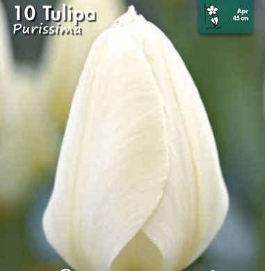 TULIPANO FOSTERIANA - PURISSIMA  - 