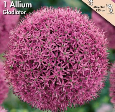 ALLIUM -GLADIATOR-