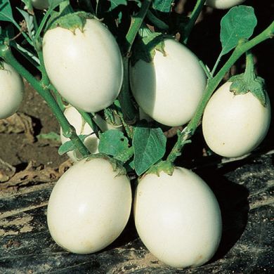 MELANZANA - WHITE EGG -(Bianca a uovo)