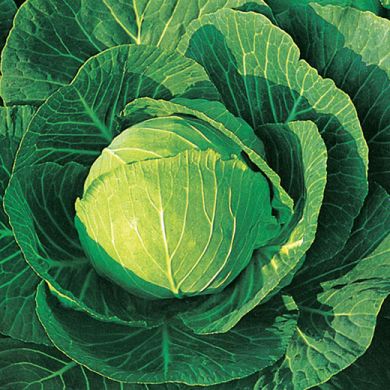 CABBAGE -GOLDEN ACRE- 