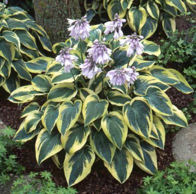 HOSTA -WIDE BRIM-