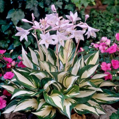 HOSTA -FIRE AND ICE-