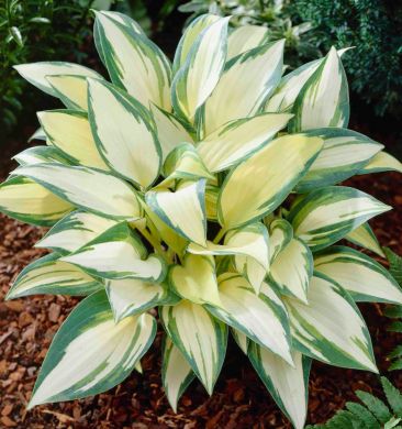 HOSTA -REMEMBER ME-