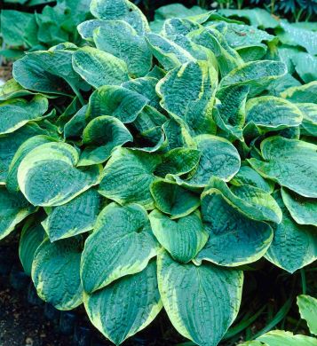 HOSTA - CHRISTMAS TREE-
