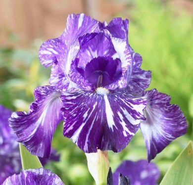 IRIS- BATIK-