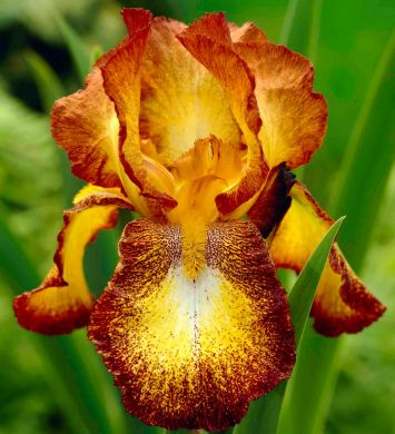 IRIS-SPOTTED YELLOW-