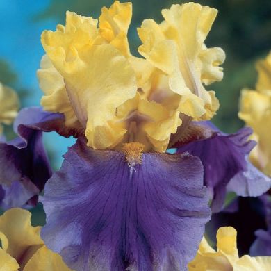 IRIS GERMANICA - EDITH WOLFORD-