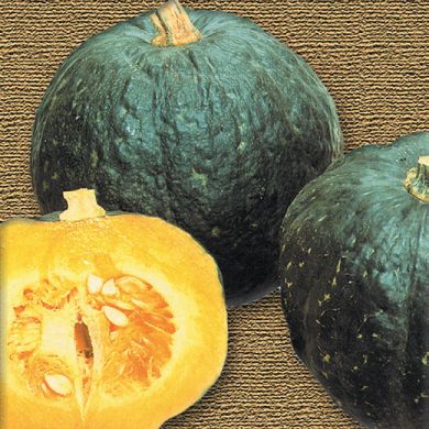 ZUCCA HYBRID F1 - IRON CAP