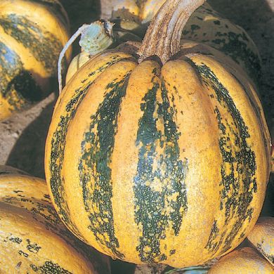 ZUCCA -TONDA PADANA-