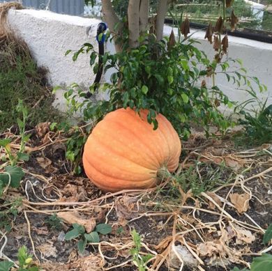 PUMPKIN  -ATLANTIC GIANT -