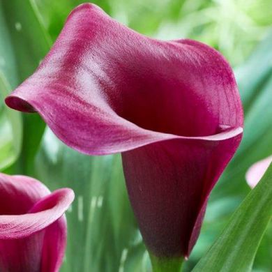 CALLA PURPLE