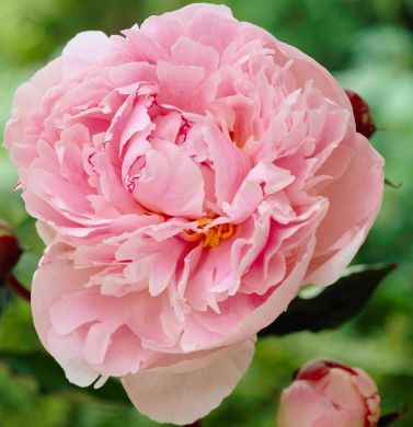 PEONIA ERBACEA - SARAH BERNHARDT -