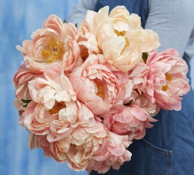 PEONIA ERBACEA -CORAL SUNSET-