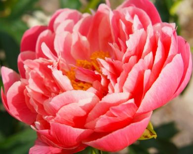 PEONIA ERBACEA -CORAL SUNSET-