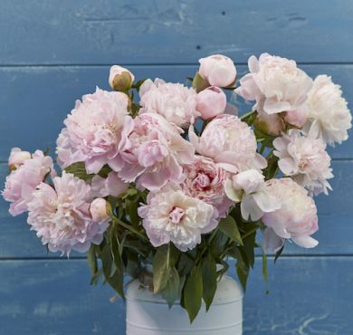 PEONIA ERBACEA -ALERTIE-