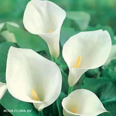 CALLA -WHITE-