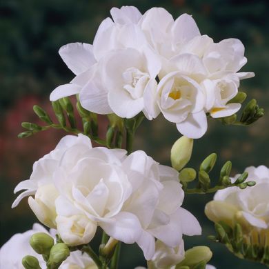 FREESIA BIANCA A FIORI DOPPI 