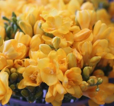 FREESIA GIALLA A FIORI DOPPI