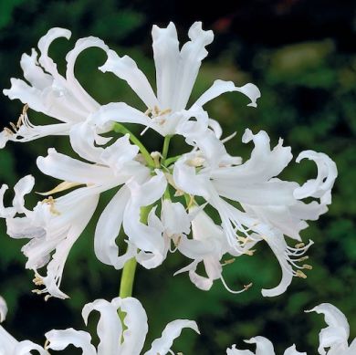 NERINE BOWDENII -ALBA-