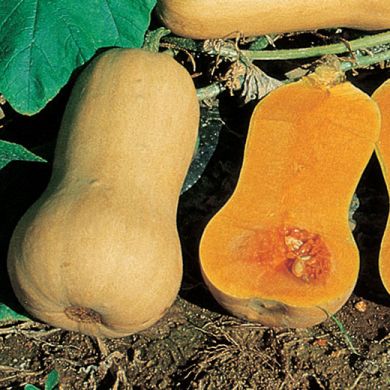 ZUCCA -BUTTERNUT - NOCE DI BURRO