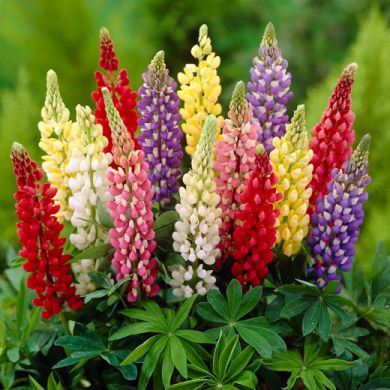 LUPINI POLYPHYLLI - HYBRIDA