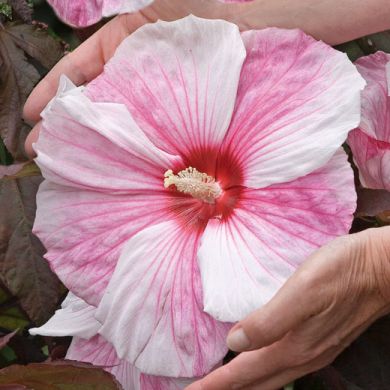 HIBISCUS-KOPPER KING-